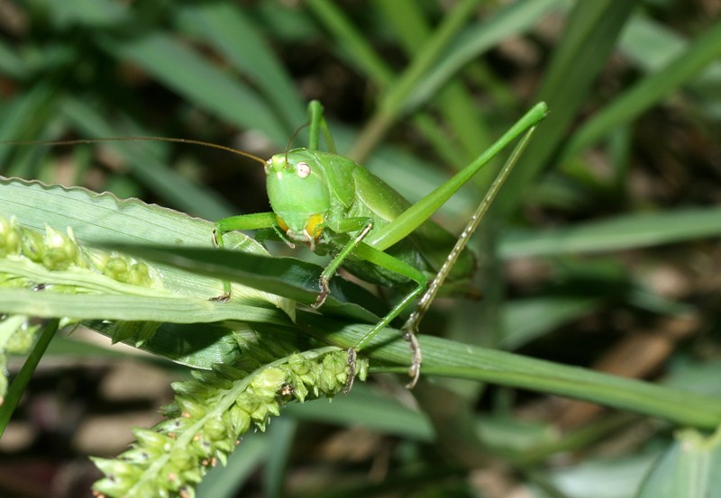 Cavalletta vezzosa...